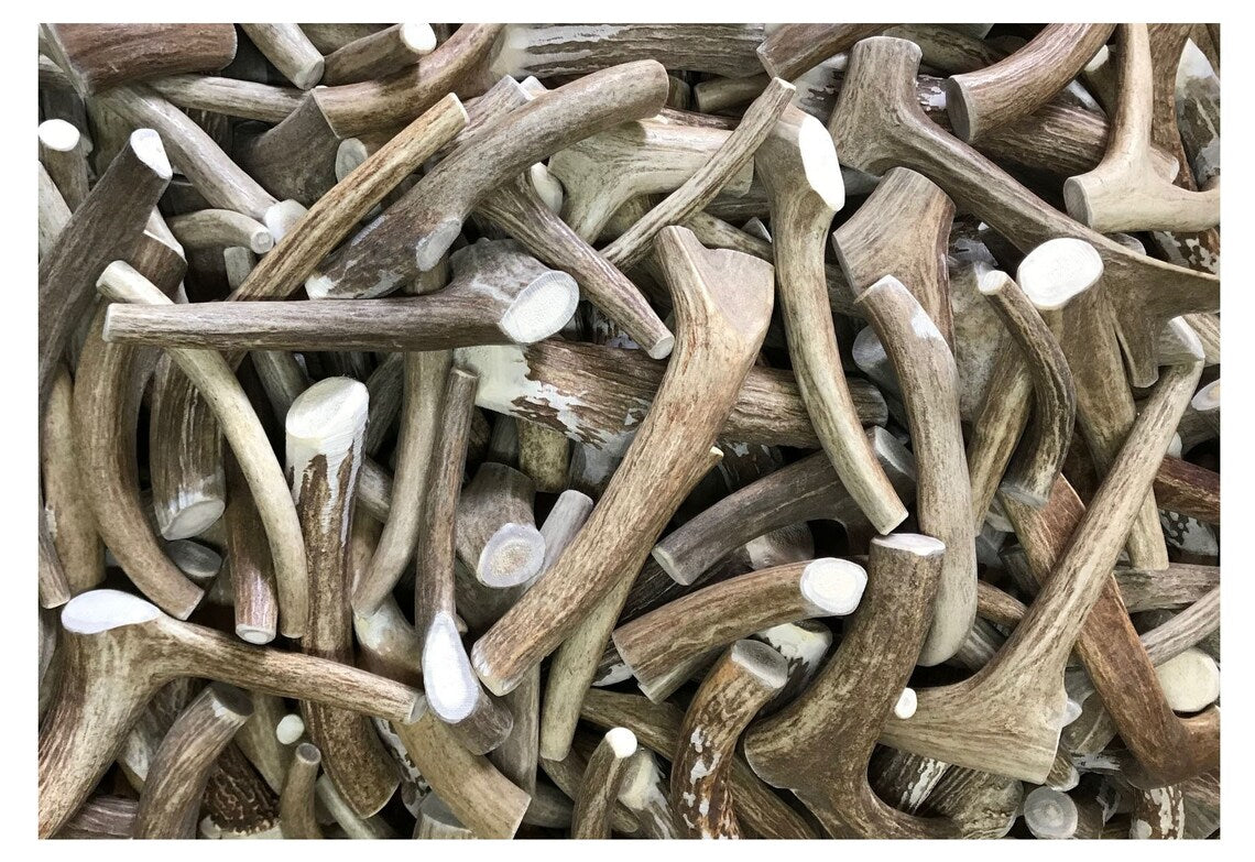 Antler Chew