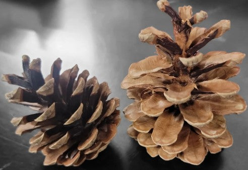 Pinecone Toy